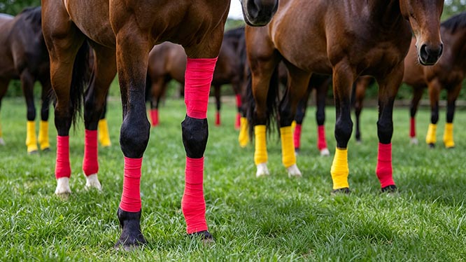 Horse leg wrapped with cohesive bandage for support and compression